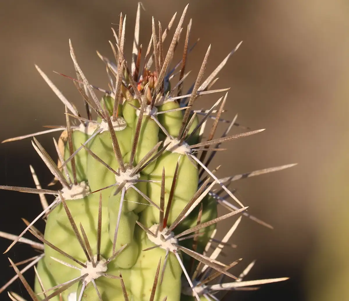 Charming Cacti Lining the Western Canal