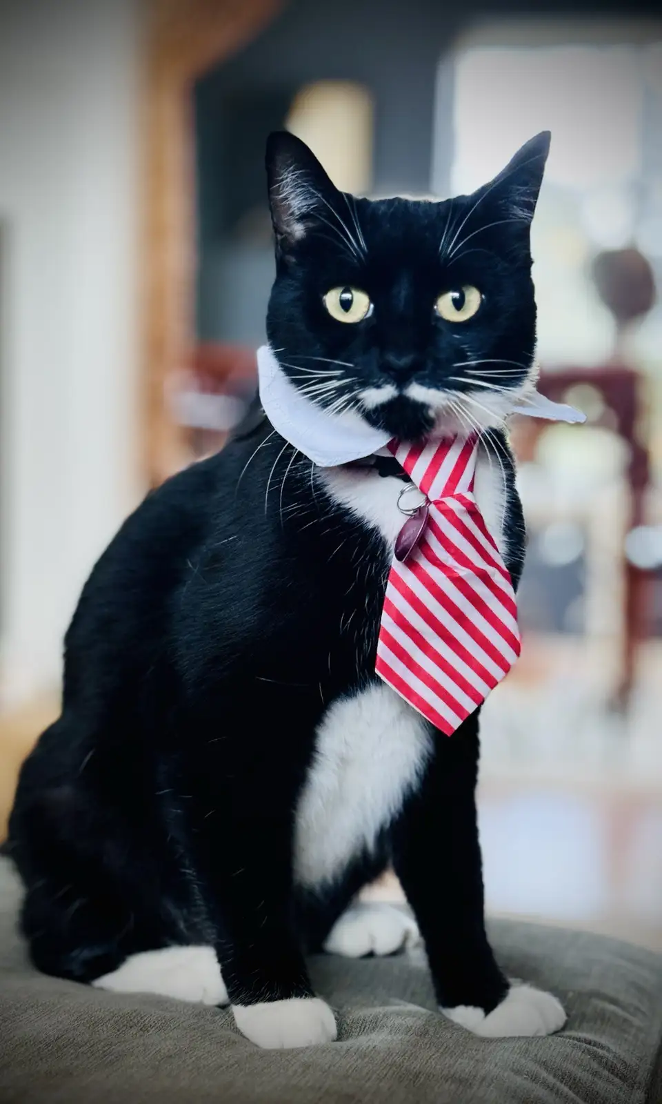 A black and white cat sits upright on a gray surface, wearing a white collar and a red-and-white striped tie. The cat has a…