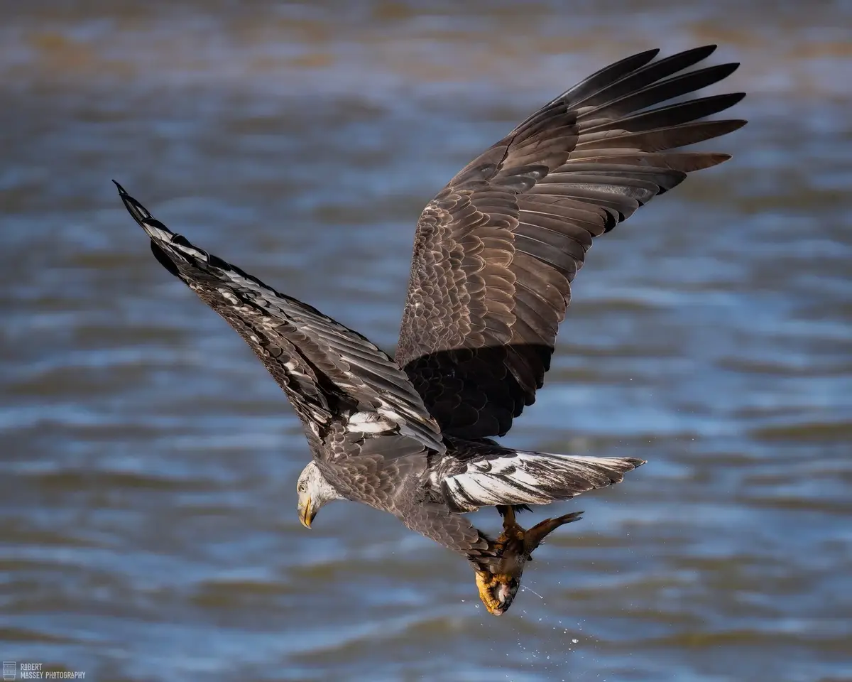 Majestic Eagle in Flight