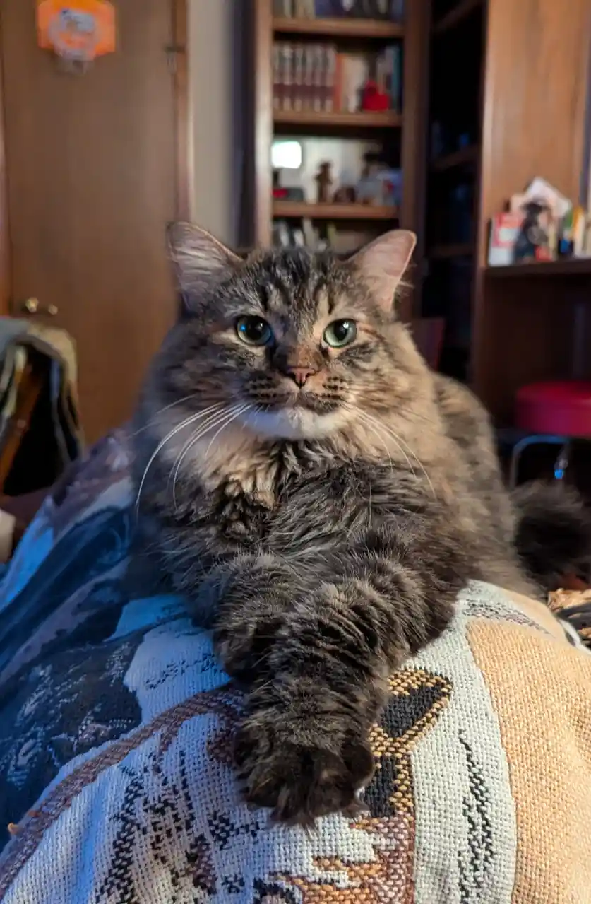 A fluffy, long-haired tabby cat with green eyes sits upright on a patterned blanket, staring directly at the camera with a…