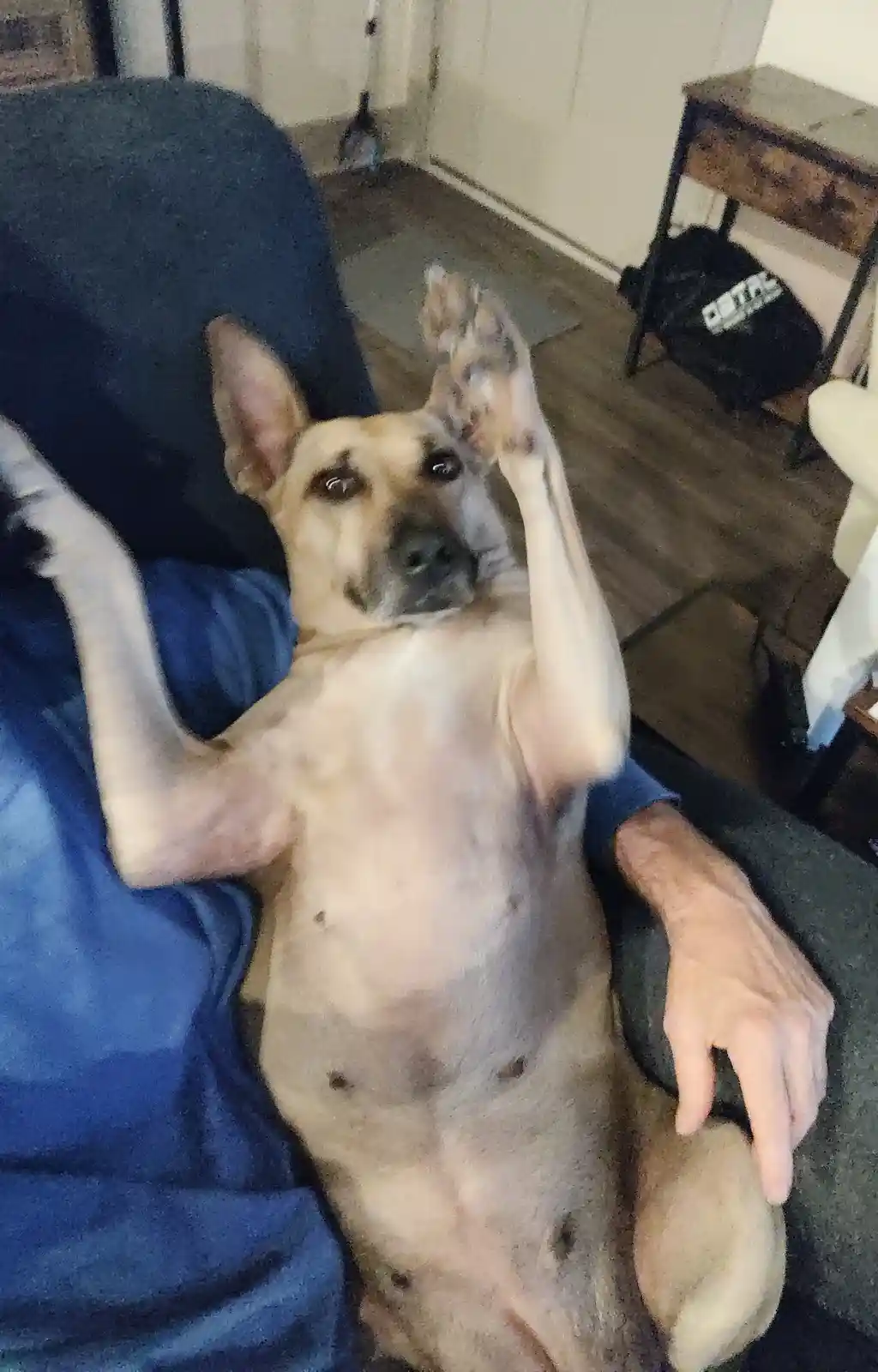 A tan dog with black spots lies on its back in a dark blue armchair, both front paws raised in the air, looking up at the…