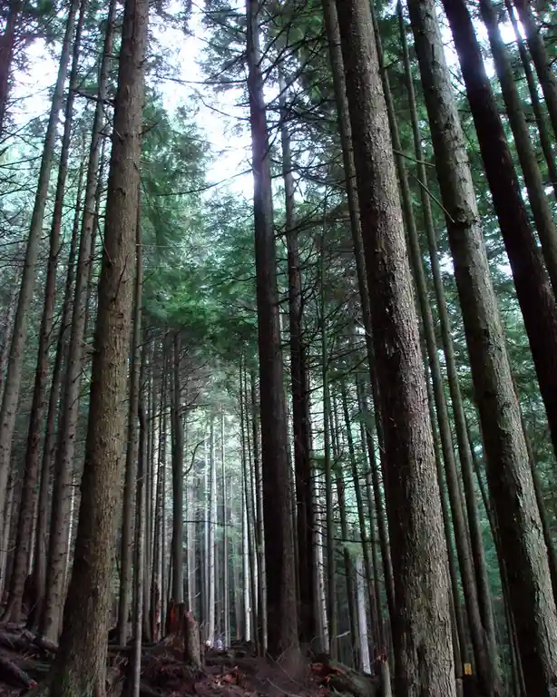 A low-angle photo of a dense forest with tall, straight tree trunks stretching upward toward a bright sky, with a small…