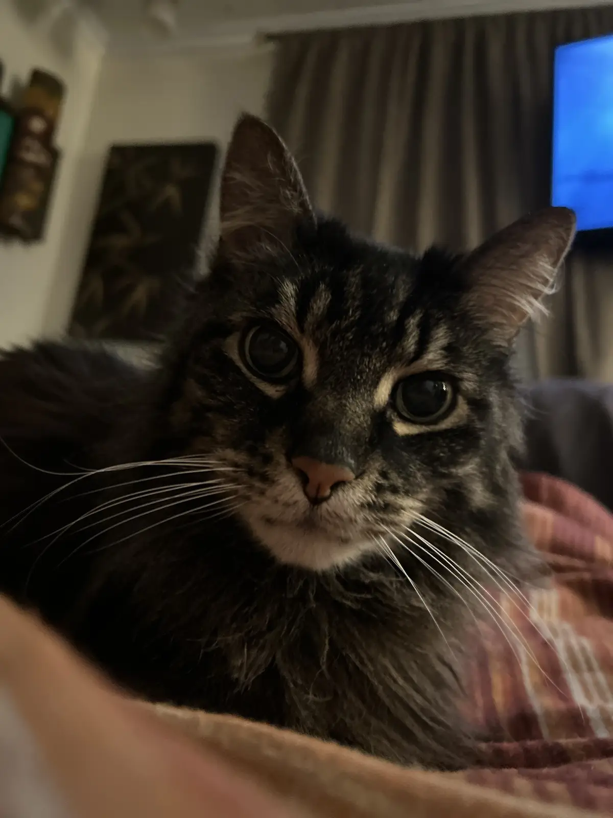 A close-up photo of a fluffy, dark tabby cat with wide, soulful eyes staring directly at the camera, resting on a plaid…