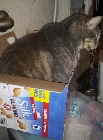 A gray tabby cat is sitting inside an open cardboard box labeled 'Silk Almond Original' milk cartons. The cat is looking to…