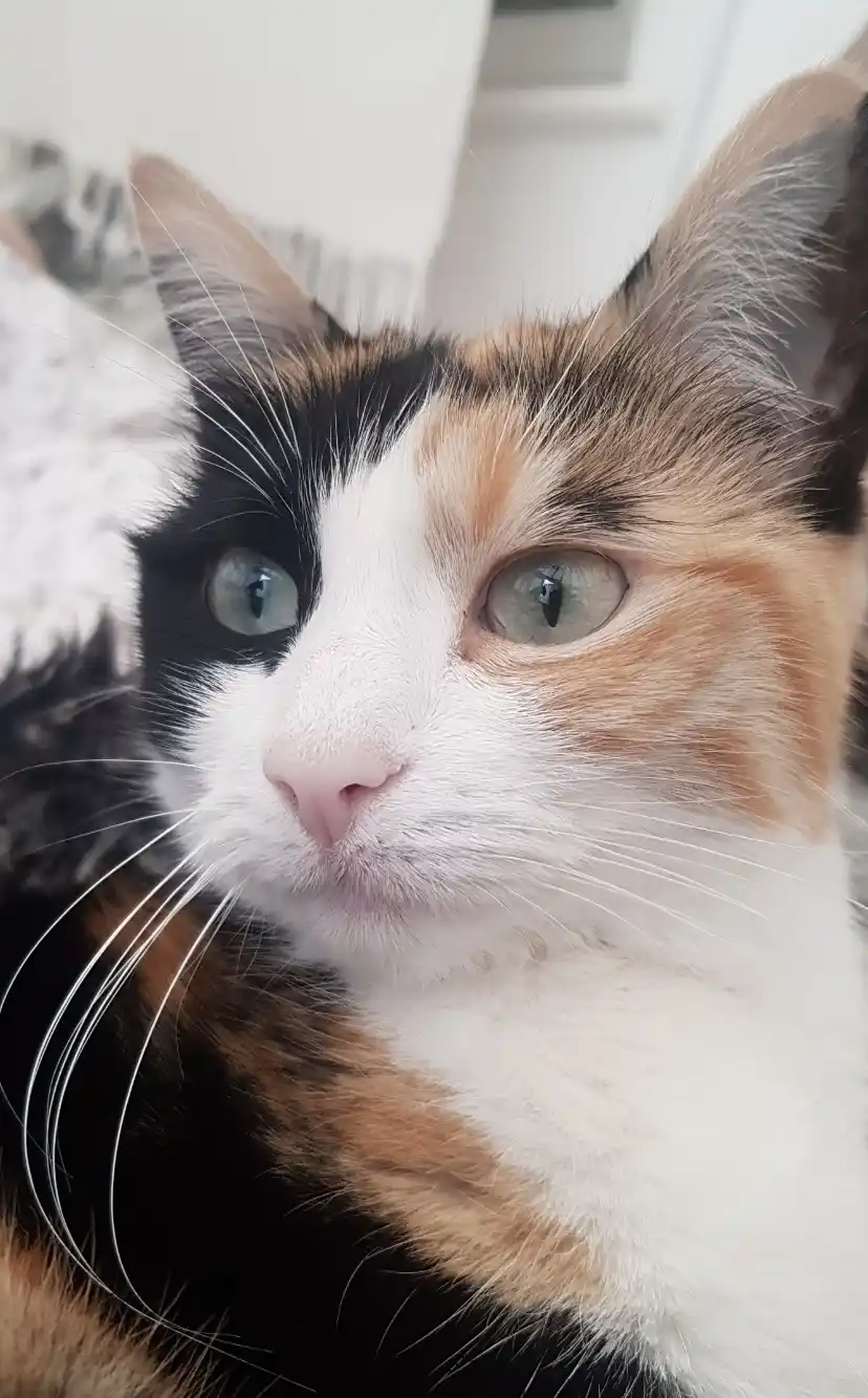 A close-up photo of a calico cat with black, orange, and white fur, green eyes, and long white whiskers, looking directly at…