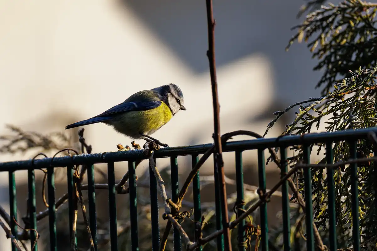 A small blue tit bird with a yellow chest and blue wings perches on a frosty green metal fence, looking sideways. The…