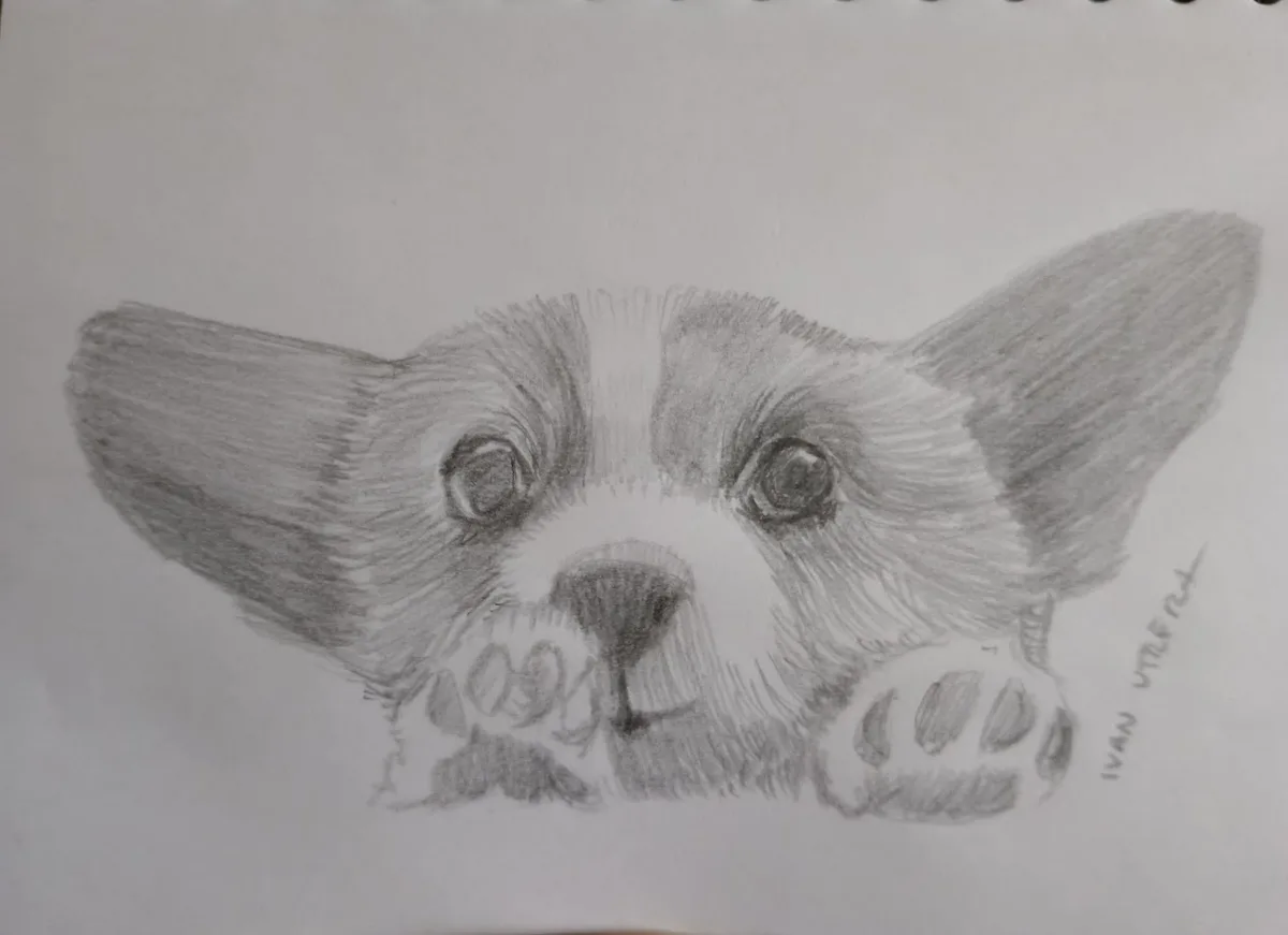 A pencil sketch of a corgi's face peeking over its paws, with large expressive eyes and perky ears, signed 'ivan utreza' in…