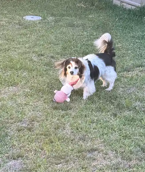 A small black and white dog with long ears and a fluffy tail stands on green grass, wearing a clear plastic cone collar and…
