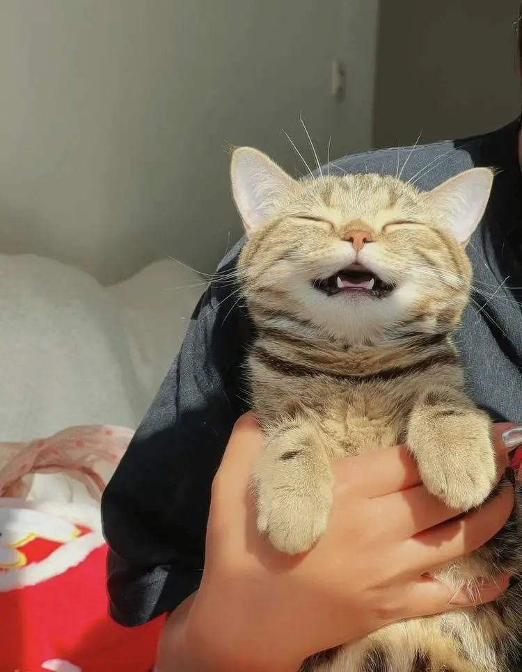 A tabby cat is being held by a person, its eyes squeezed shut and mouth open in a wide, toothy grin that resembles a human…