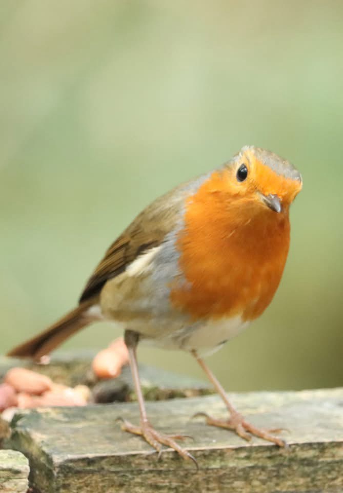 A Majestic Bird in Flight