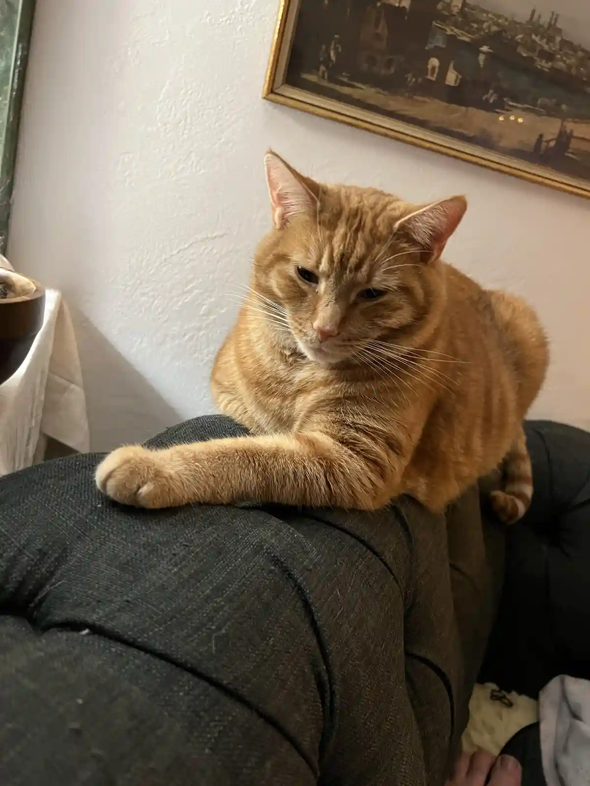 An orange tabby cat with a grumpy, unimpressed expression sits atop a person's dark gray couch cushions, one paw resting on…