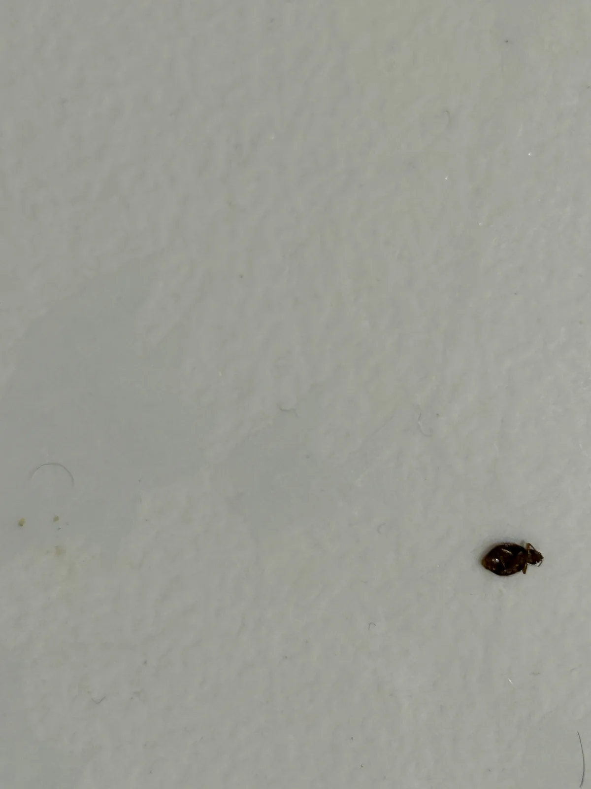 A small, dark brown insect, likely a bed bug, is visible on a plain, light-colored textured surface, possibly a wall or…