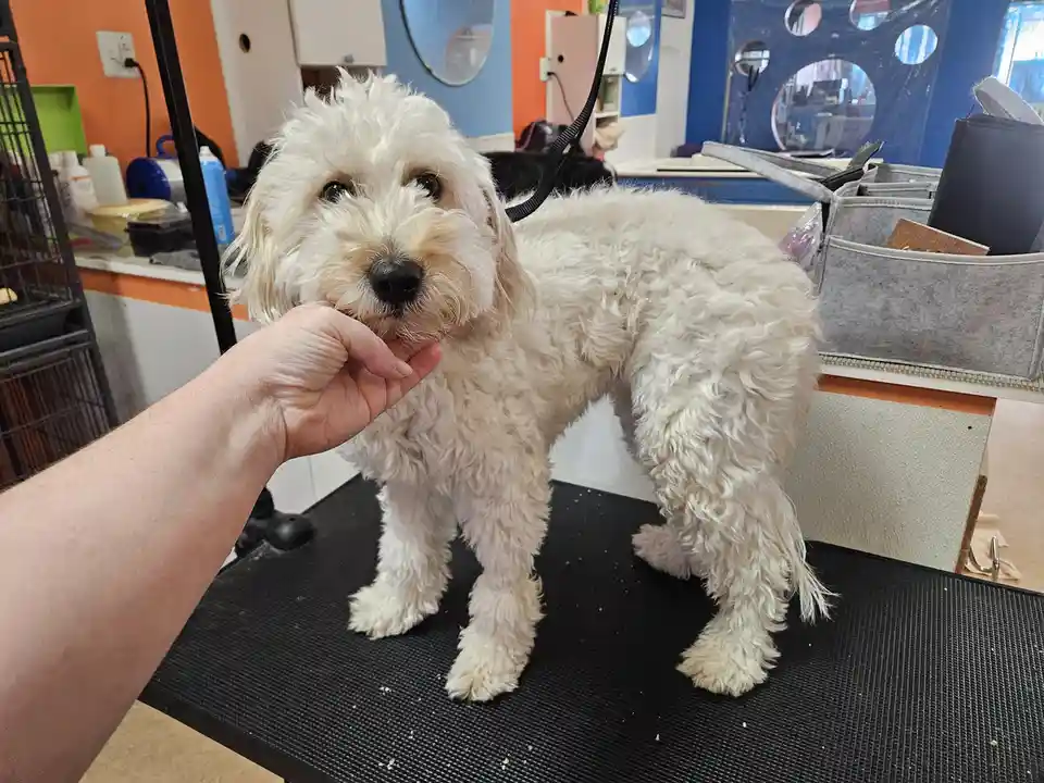 A fluffy white dog stands on a grooming table in a salon, looking directly at the camera with a slightly confused or…