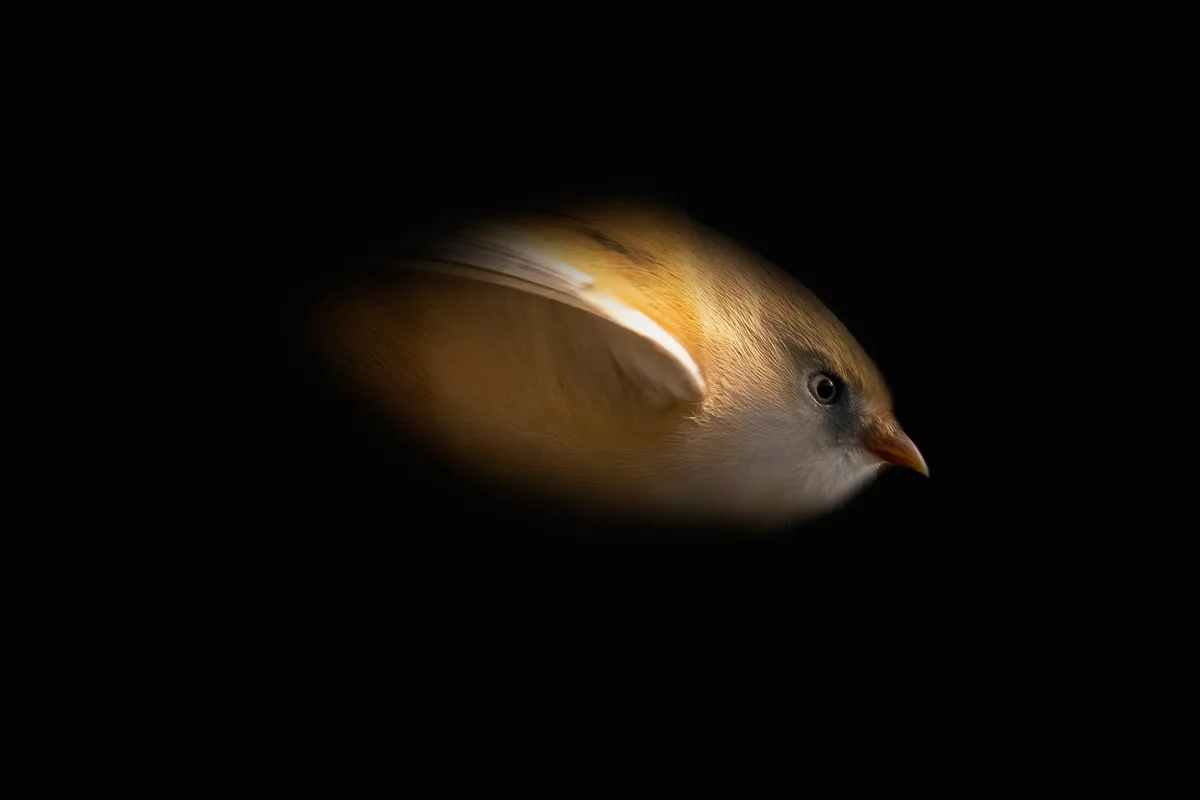 A small bird with golden-brown and white feathers is shown in profile against a completely black background, illuminated by…