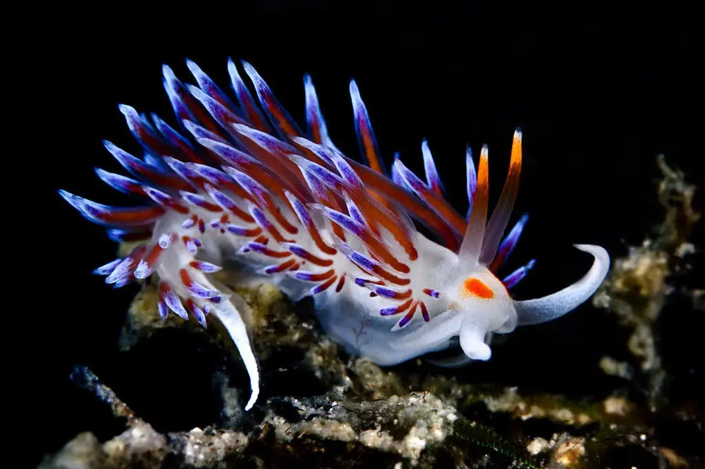 Goodbye selfies, hello to the charming little sea slugs!