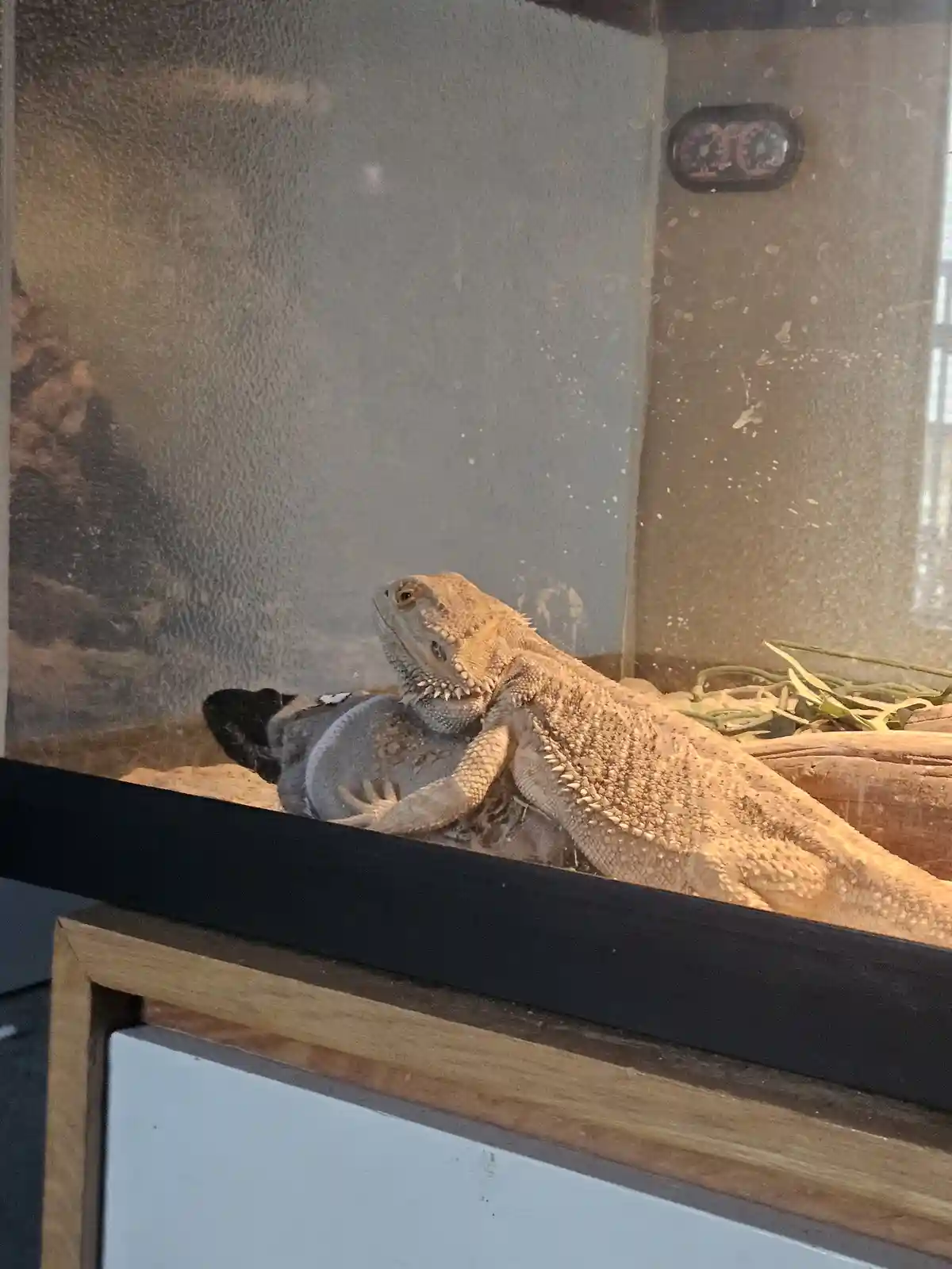 A light brown bearded dragon is lying on its back inside a glass terrarium, appearing to be resting or sleeping. Its body is…