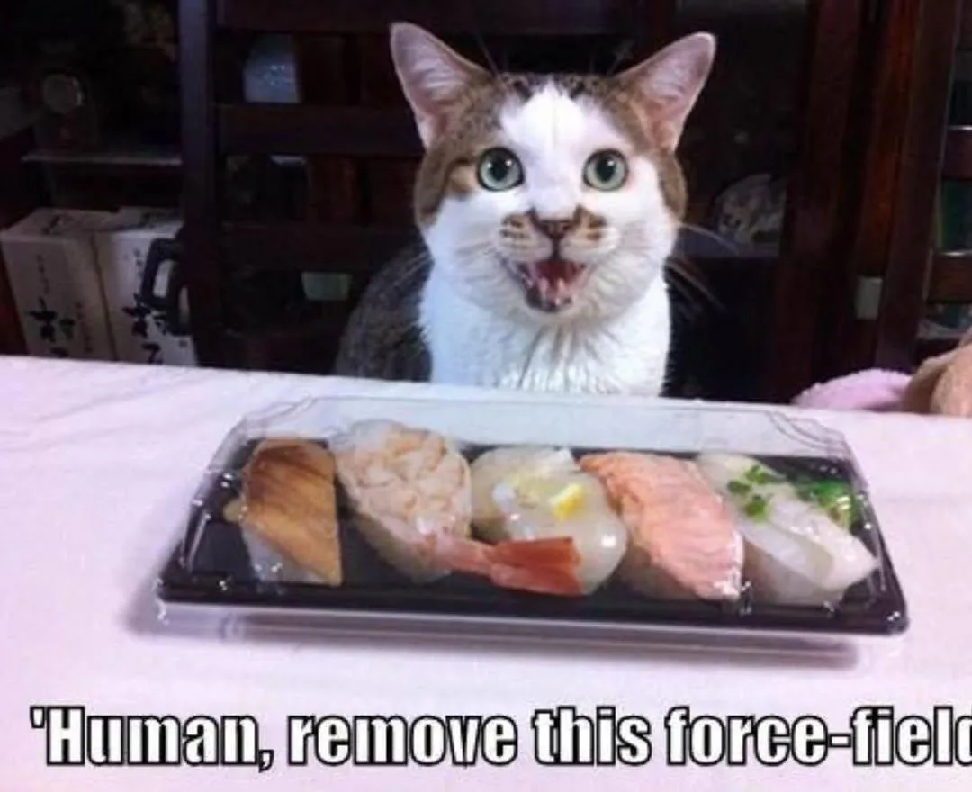 A white and brown cat with wide, startled eyes and an open mouth stares intensely at a plastic container of assorted sushi…
