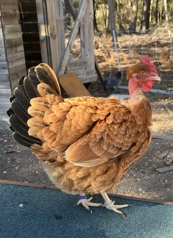 A brown chicken with a red comb and wattles stands proudly in front of a wooden coop, its tail feathers fanned out. The…