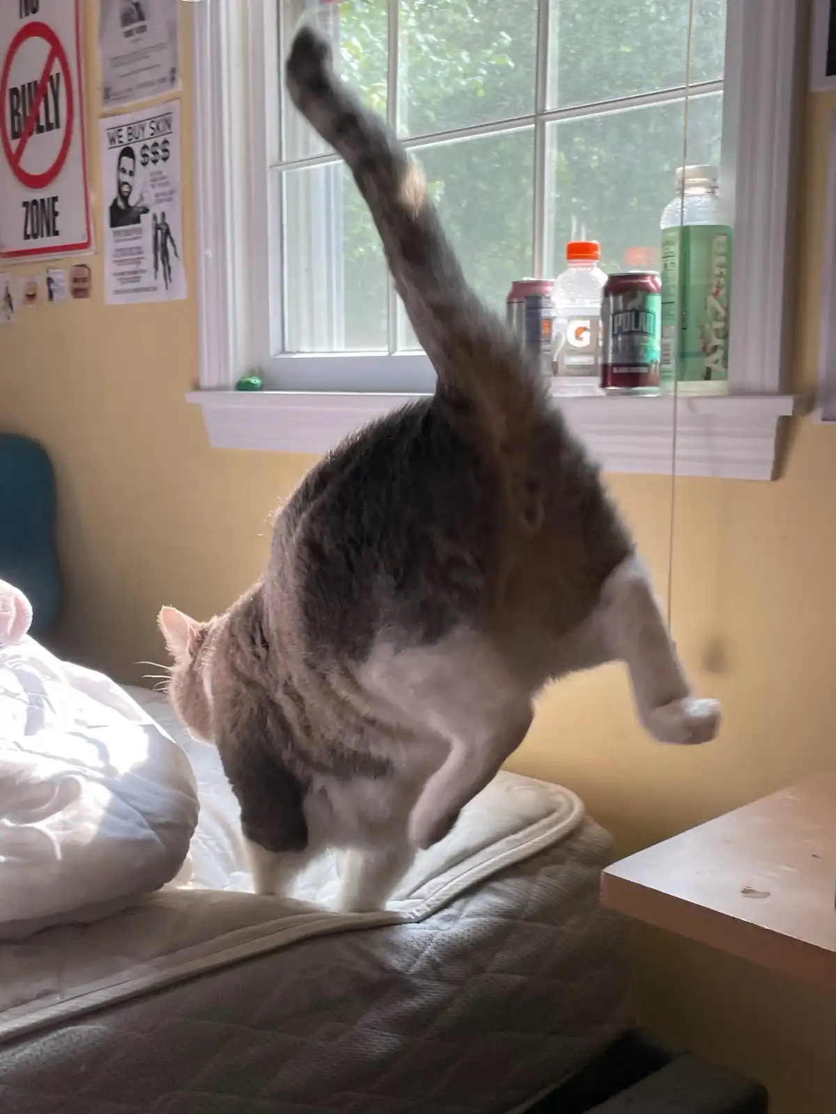 A tabby and white cat is captured mid-air, leaping from a bed toward a windowsill cluttered with drinks. On the wall behind…