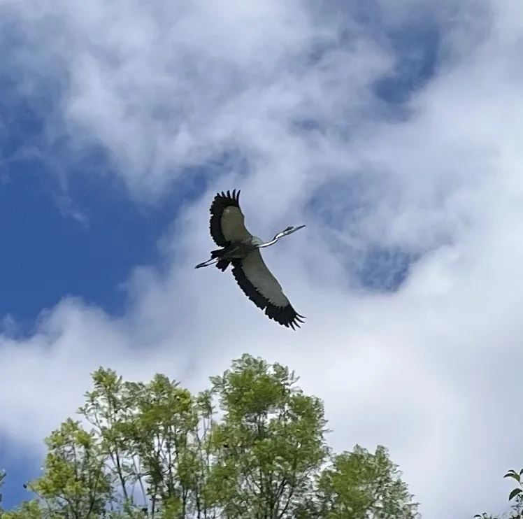 A large grey heron with black-tipped wings is captured mid-flight against a partly cloudy blue sky, soaring above the green…