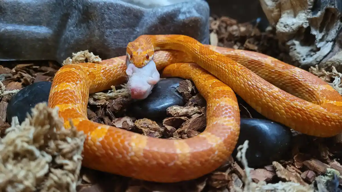 An orange corn snake is coiled on wood chips and rocks, holding a small white mouse in its mouth. The image has overlaid…