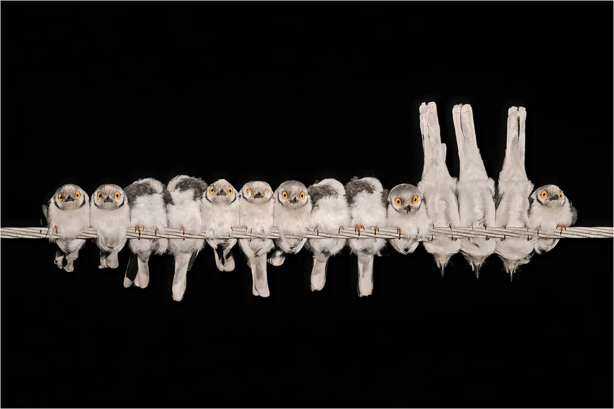 A row of small grey birds with bright orange eyes sits on a wire against a black background. Most face forward, but three on…