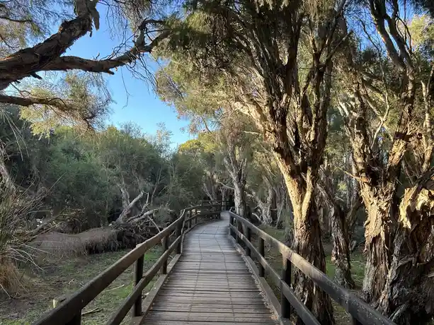 A wooden boardwalk winds through a dense forest of tall, gnarled trees with peeling bark under a clear blue sky. The path…