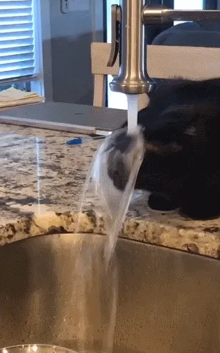 A black cat sits on a granite countertop beside a running kitchen faucet, initially licking water from the stream, then…
