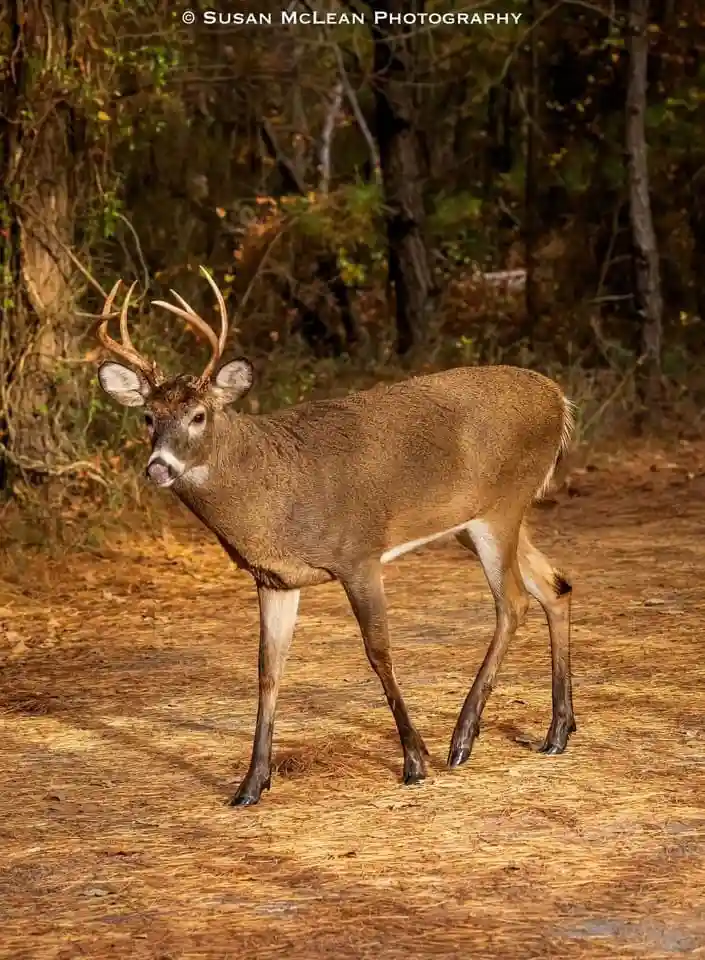 The Mighty Buck
