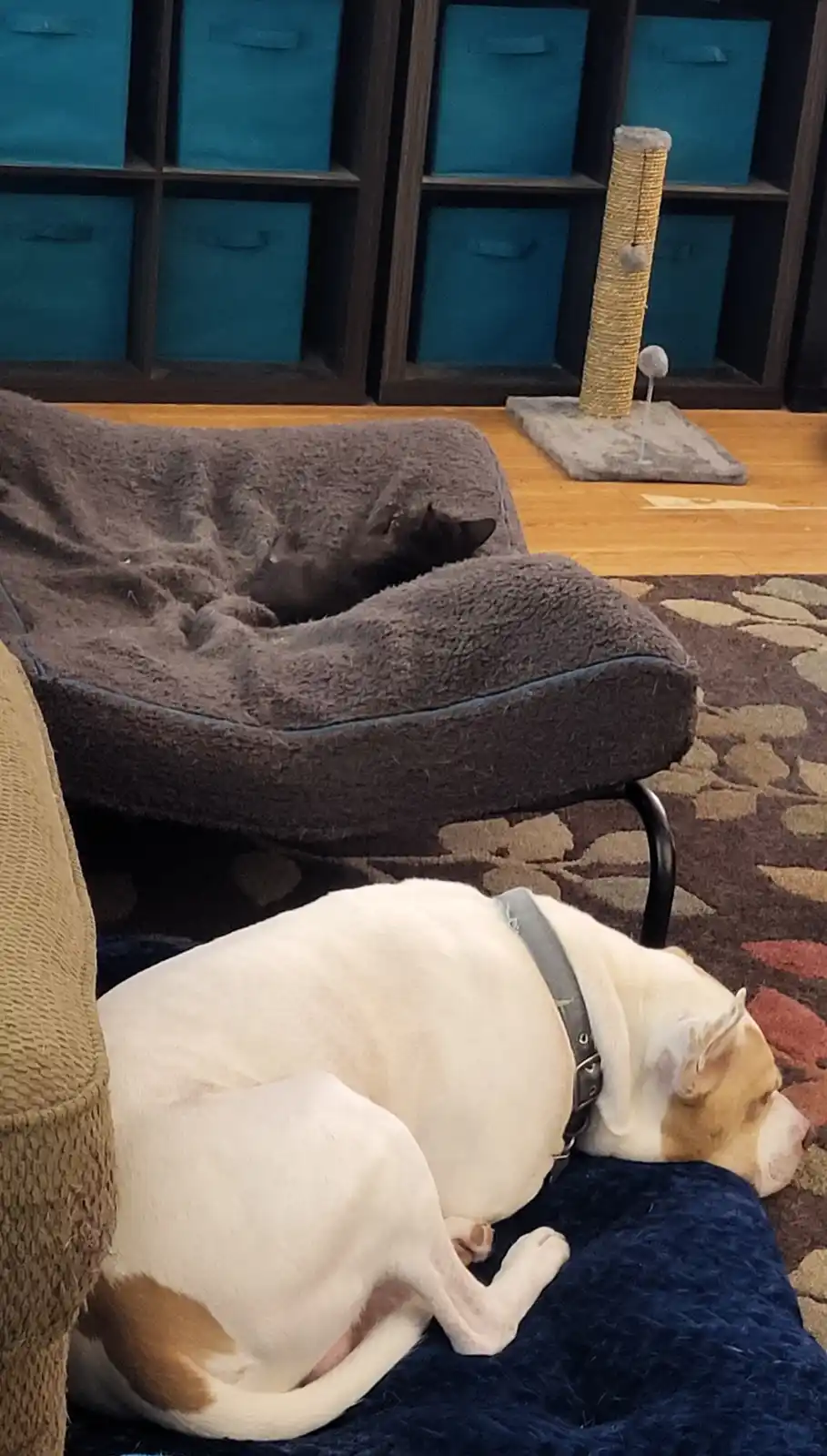 A white dog with tan markings sleeps curled on a blue blanket in the foreground, while a black cat sleeps in a grey pet bed…
