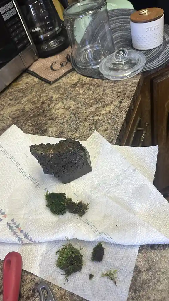 Attempting a Water Terrarium with Moss: Will It Thrive? Let's Find Out!