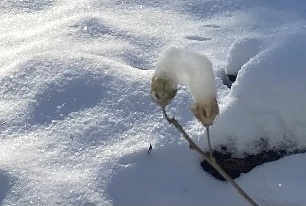 A close-up photo shows a snow-covered cotton plant with fluffy white bolls and a thin stem, set against a snowy ground. A…