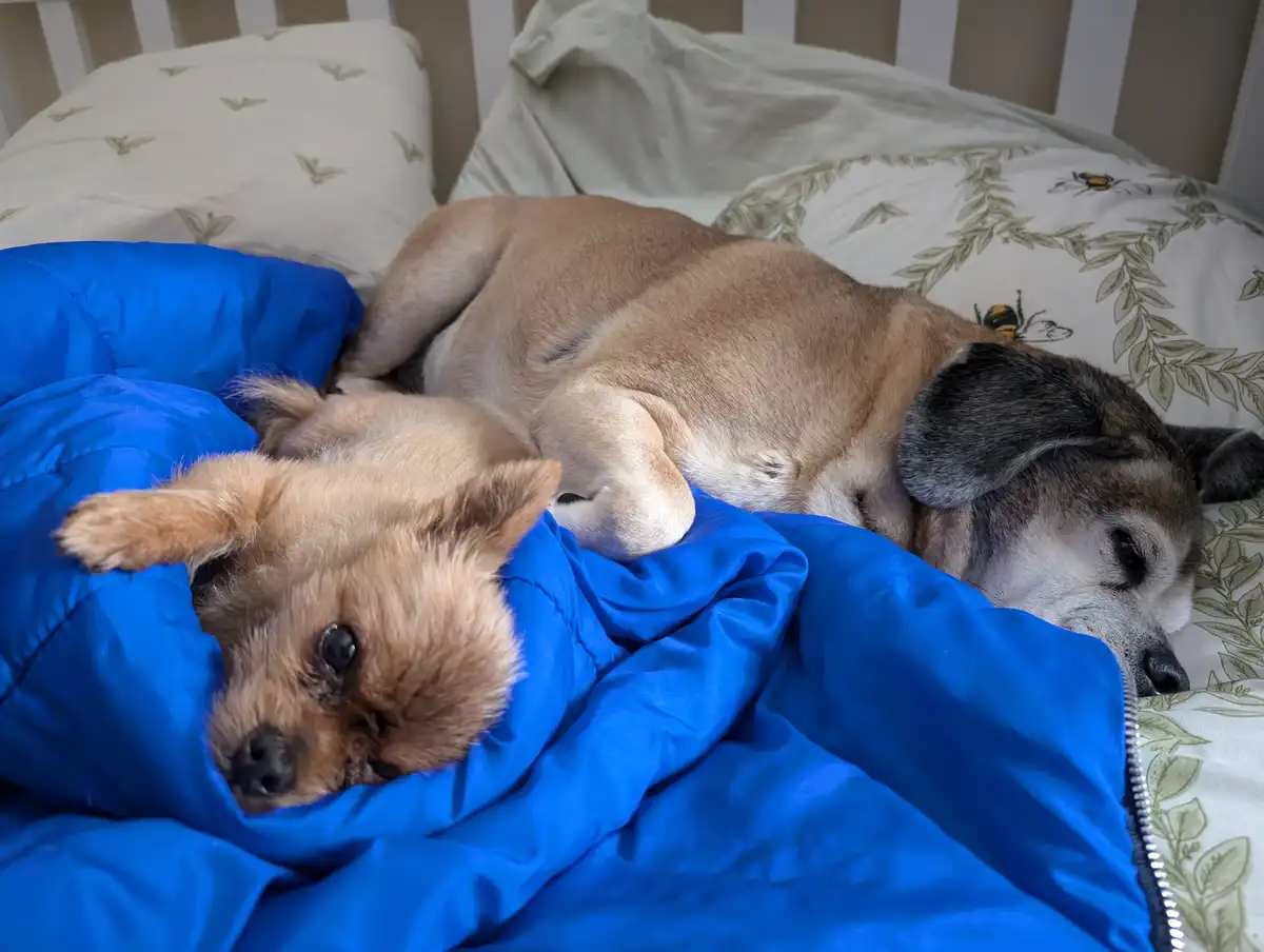 Two dogs are sleeping in a bed with a blue sleeping bag; one small dog is partially covered by the bag with wide eyes, while…