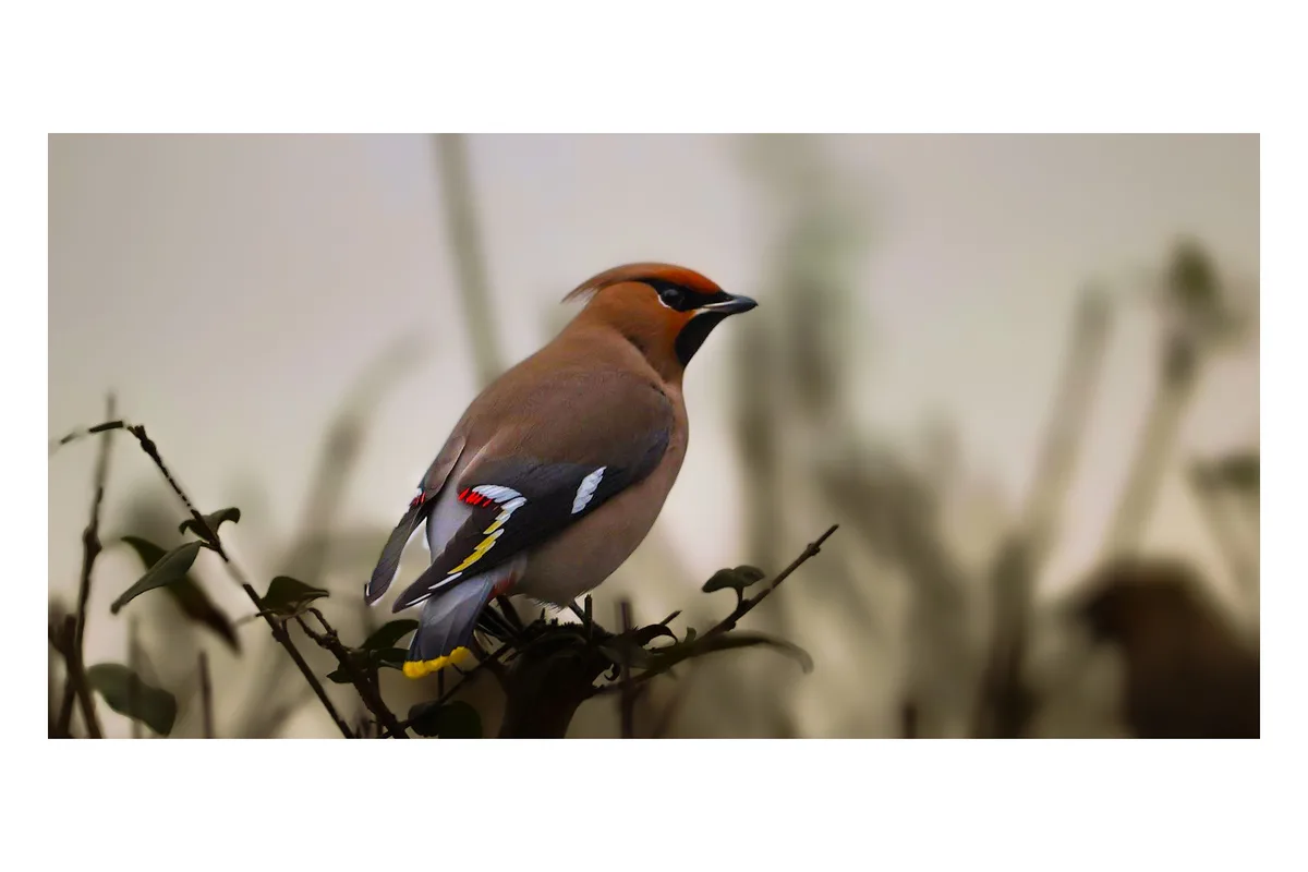 A close-up photograph of a bird, likely a waxwing, perched on a branch with blurred foliage in the background. The bird has…