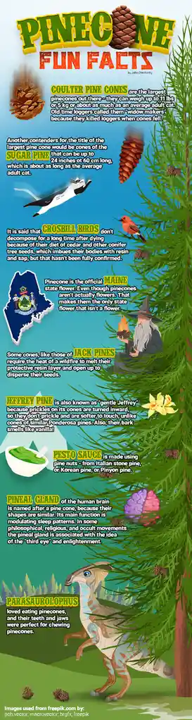 An infographic titled 'PINECONE FUN FACTS' by John Cheshirsky, featuring cartoon illustrations of pinecones, a flying cat, a…