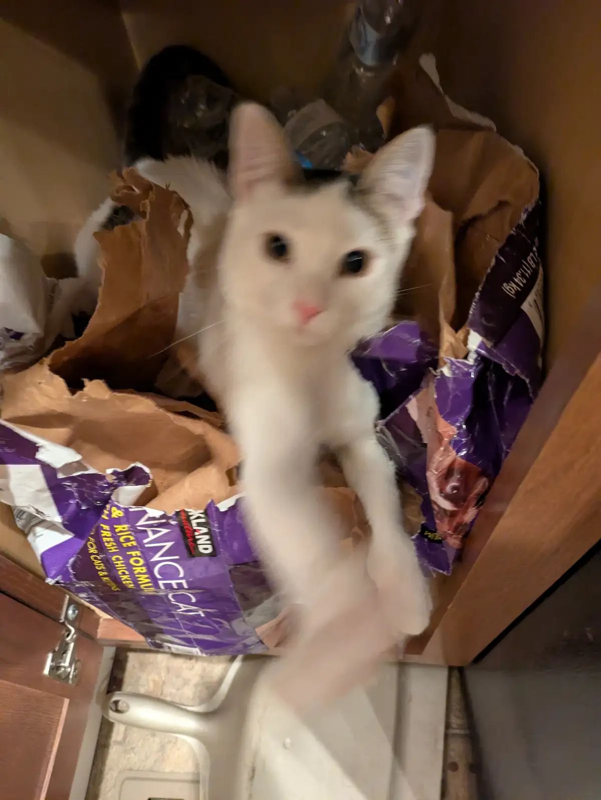 A white cat with a pink nose is sitting inside an open wooden cabinet surrounded by torn brown paper and purple bags of…