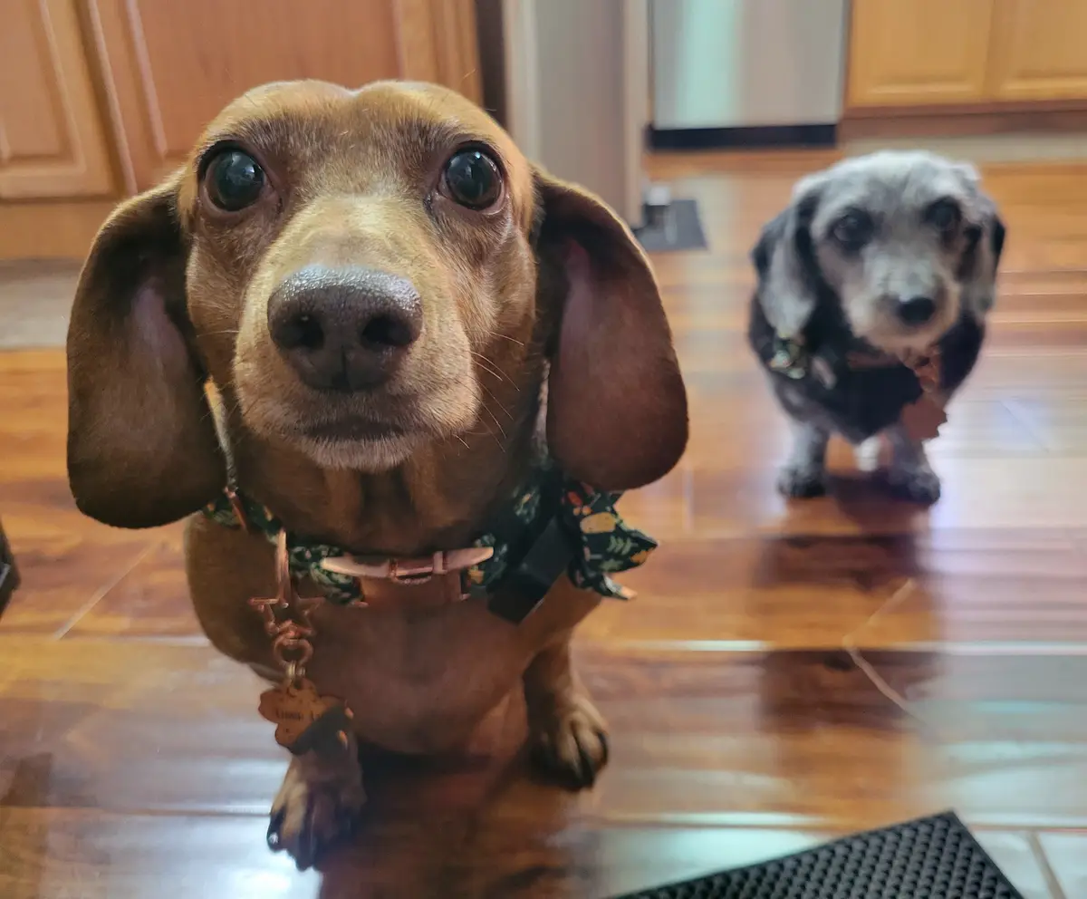 Check out this adorable photo of my pup, Tiger Lilly #705!
