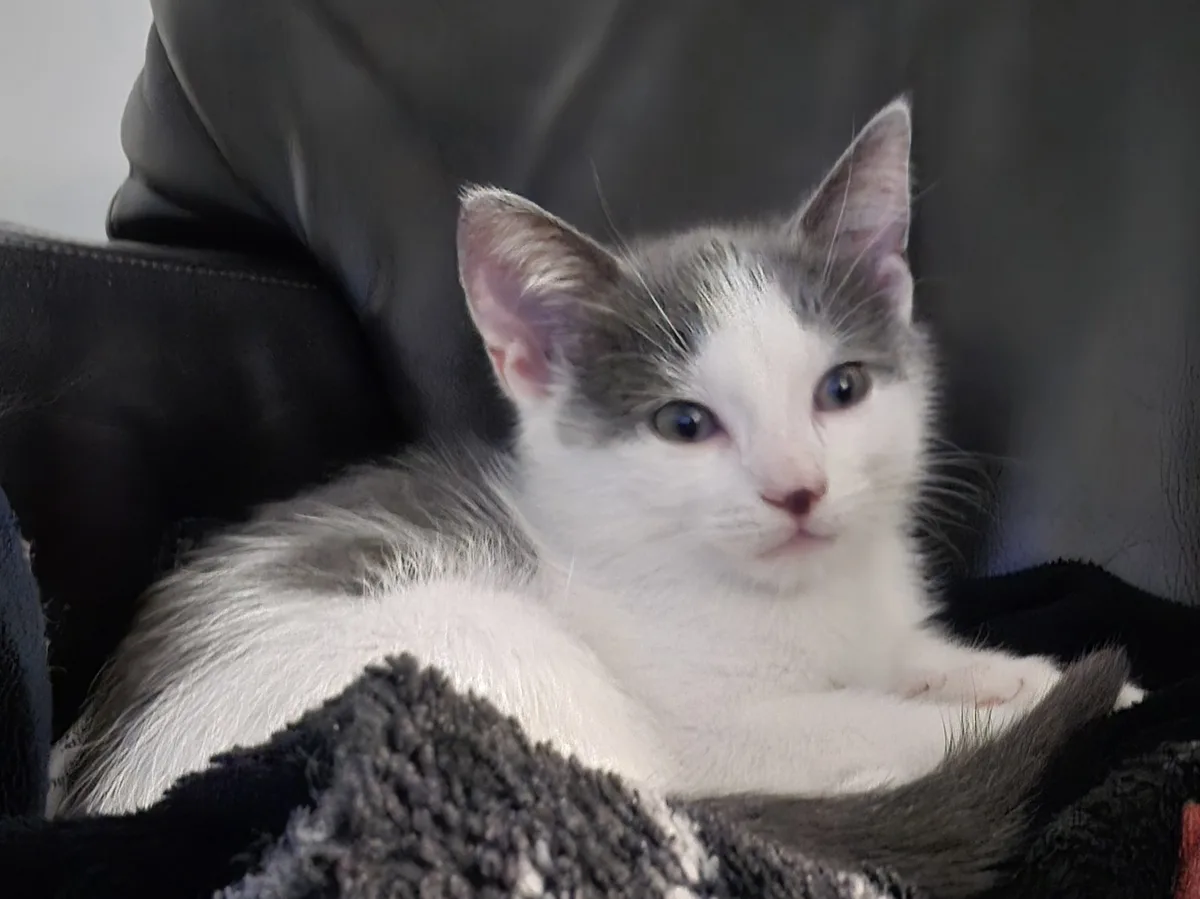 A small white and gray kitten with wide, innocent eyes sits curled up on a dark, textured blanket on a black leather couch…