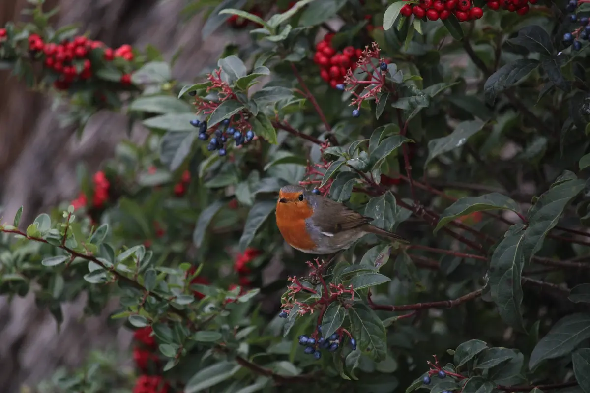 A european robin with a bright orange breast perches on a branch among green leaves and clusters of red and blue berries…