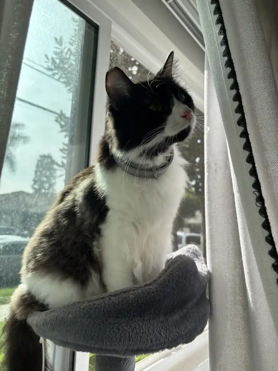 A black and white cat with green eyes sits on a grey cat tree perch by a window, looking out. The cat wears a grey collar…