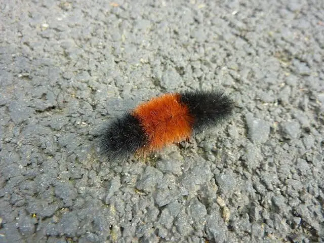 A close-up photo of a black-and-orange fuzzy caterpillar crawling on gray asphalt. The image has text overlaid that reads…