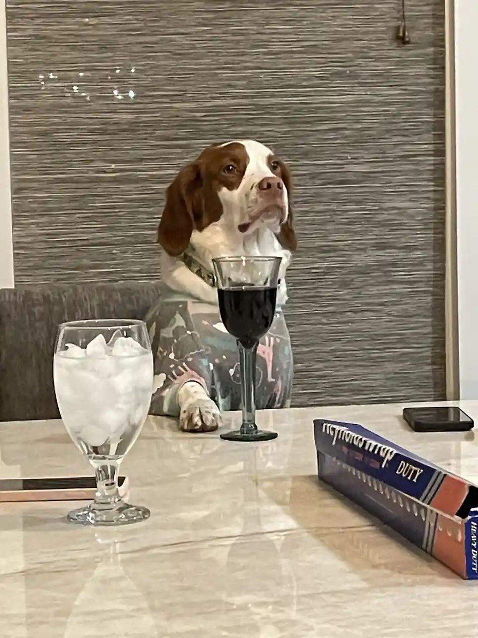 A brown and white dog wearing a patterned shirt sits at a dining table, looking upward with a skeptical expression. In front…