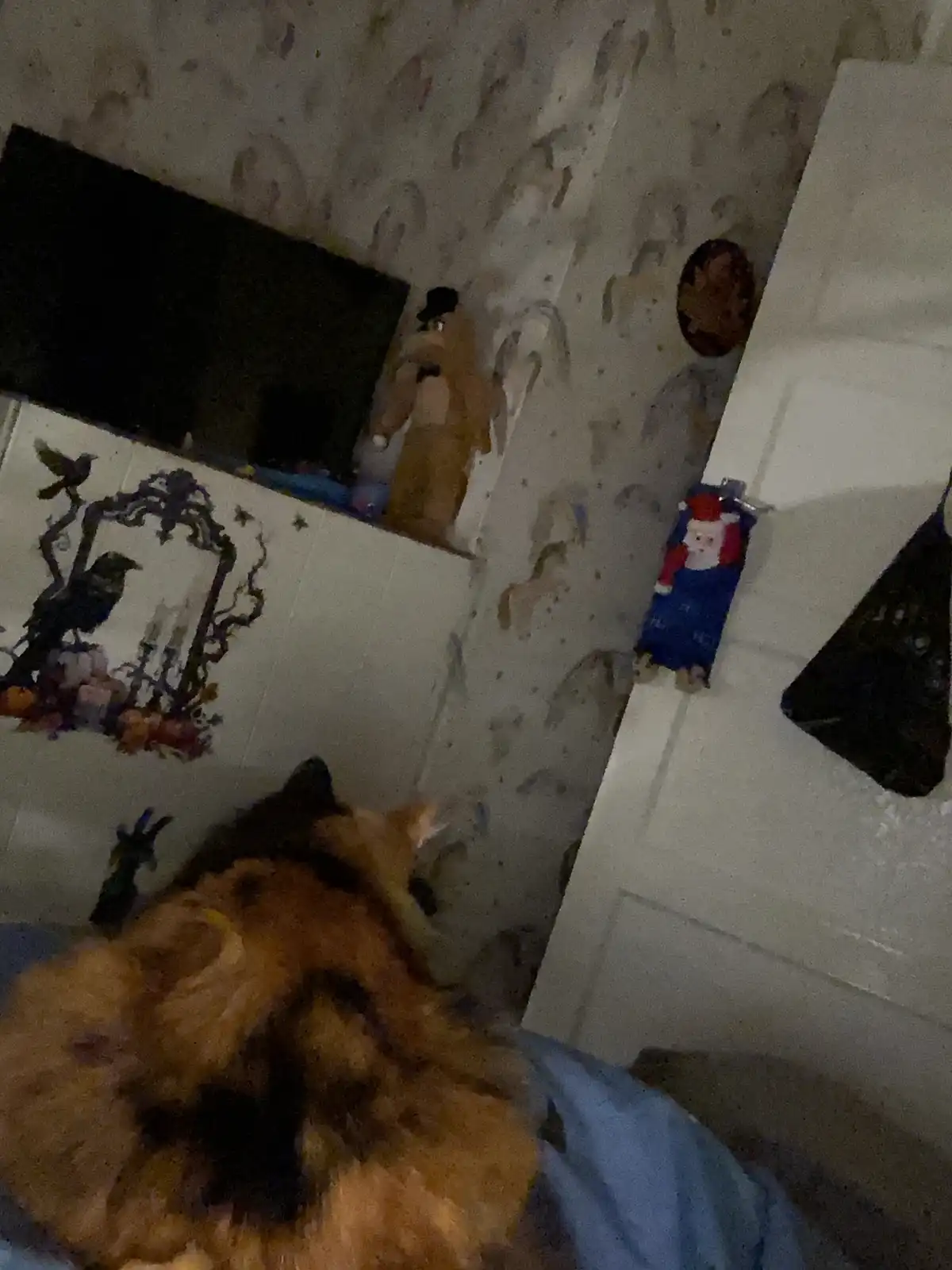 A blurry, low-angle photo shows a fluffy, long-haired cat lying on a blue blanket in a dimly lit room. Behind the cat, a…