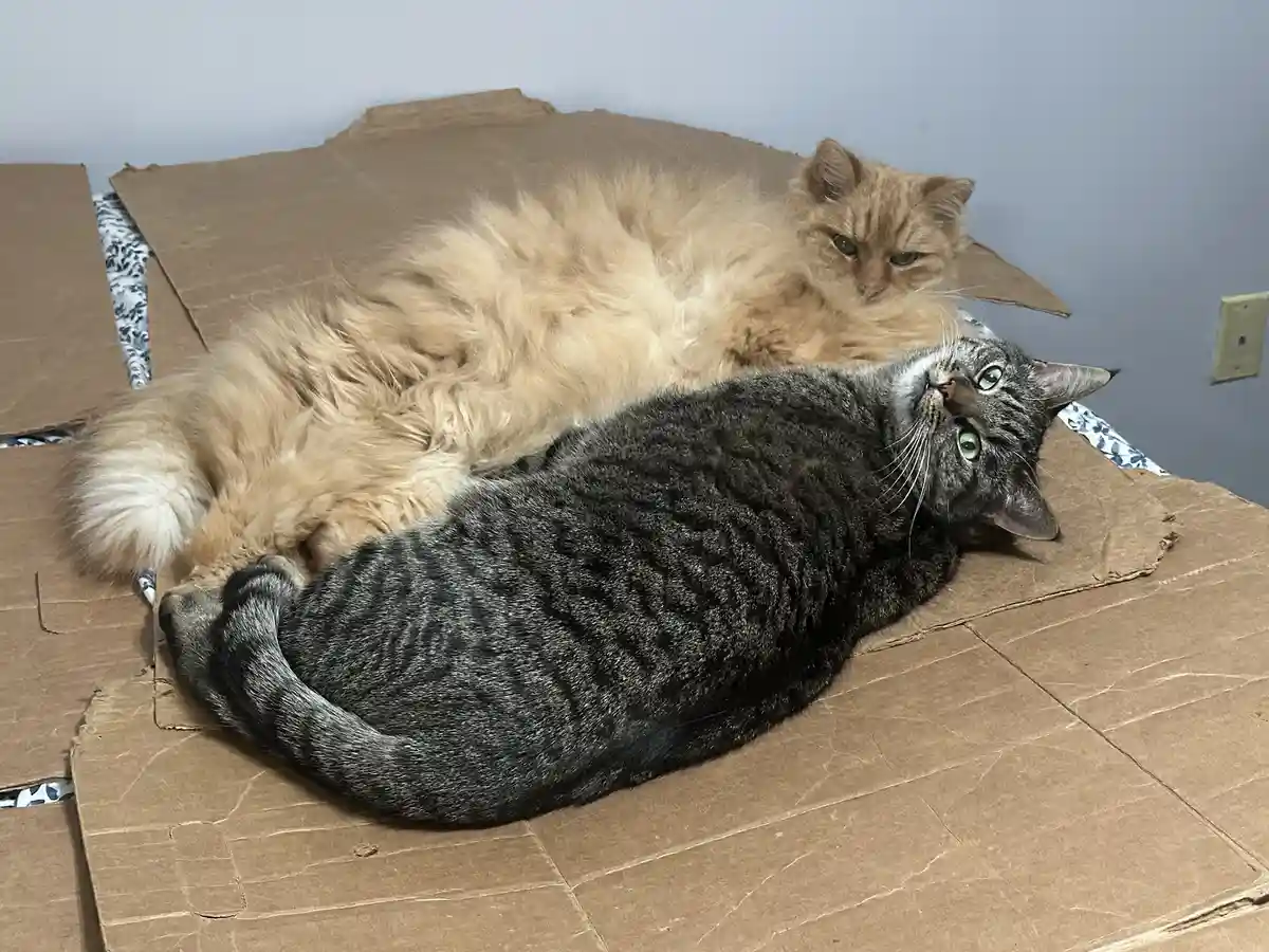 Two cats rest on a large cardboard box; a fluffy orange cat lies behind a gray tabby cat, both looking at the camera. The…