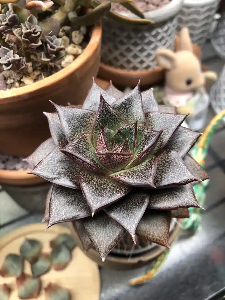 A close-up photo of a dark, spiky succulent with speckled leaves in a pot, surrounded by other potted plants and a small…