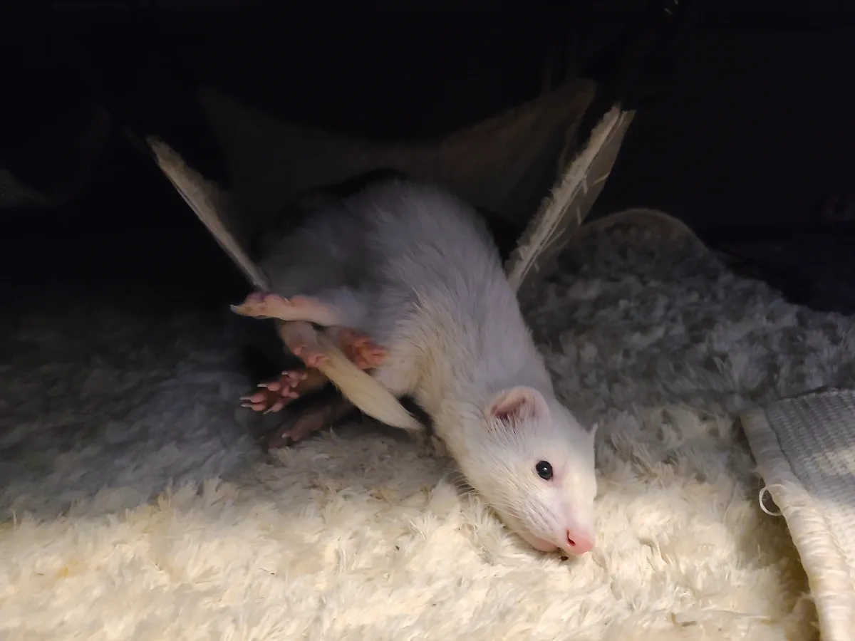 A white ferret is lying on its back on a fluffy white blanket, with its legs in the air and paws visible, appearing relaxed…