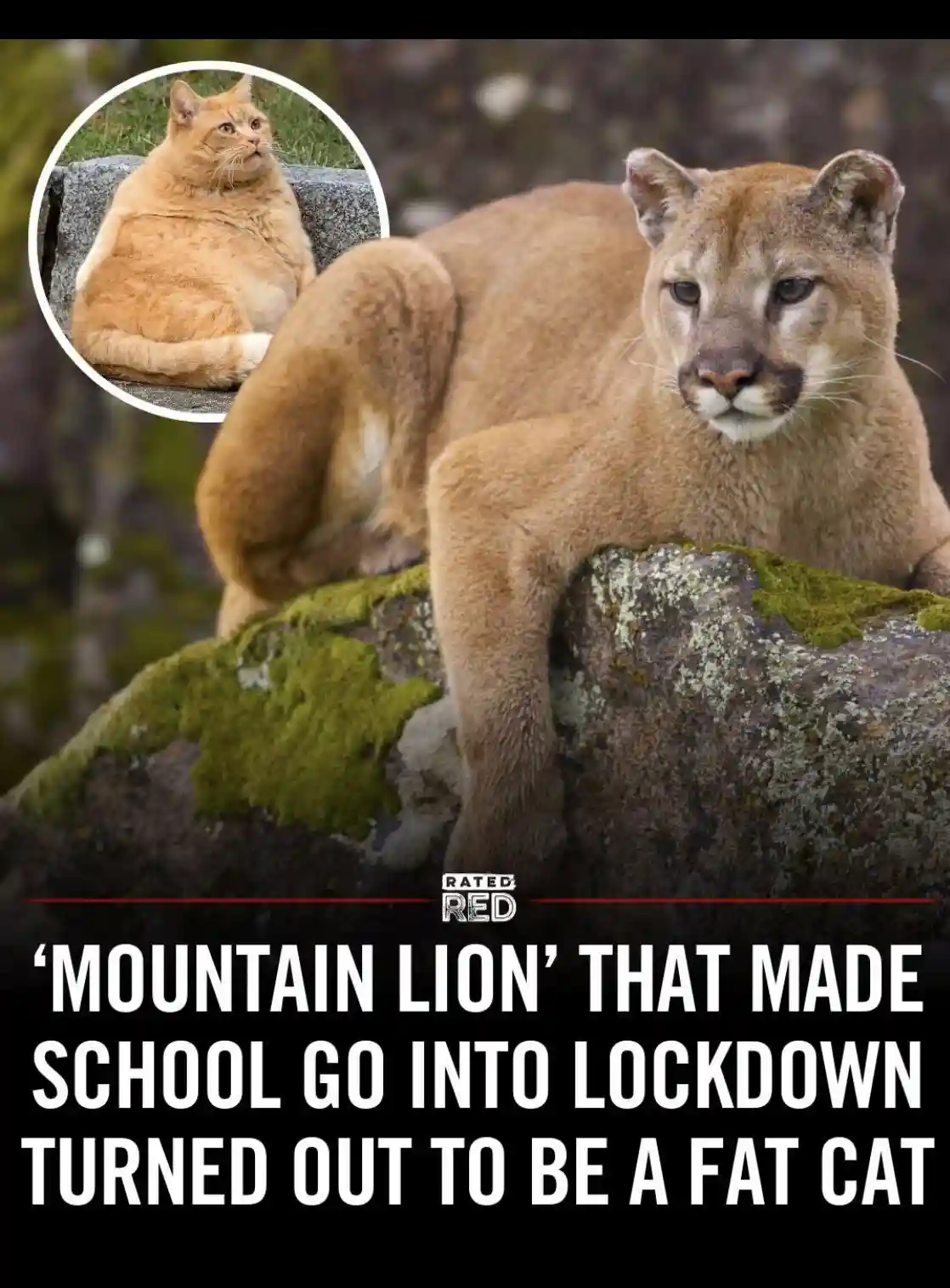 A large mountain lion is pictured resting on a mossy rock, with a circular inset image of a plump orange tabby cat. The…