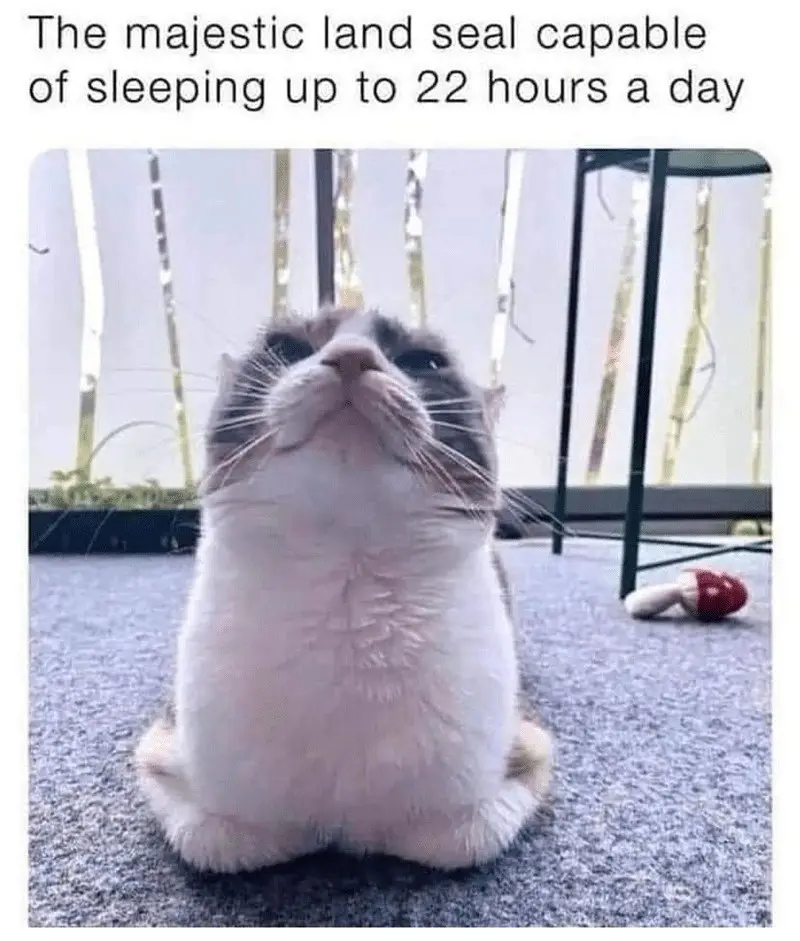 A fluffy, chubby cat sits upright on a gray carpet, looking upward with a drowsy, serene expression. Behind it, vertical…