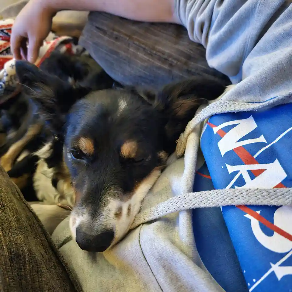 A black and tan dog with one eye half-closed rests its head on a person's lap, nestled between a grey hoodie and a blue…