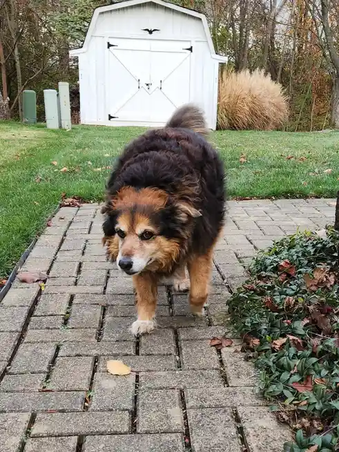 A fluffy, medium-sized dog with dark brown and tan fur walks slowly toward the camera on a stone patio, surrounded by grass…